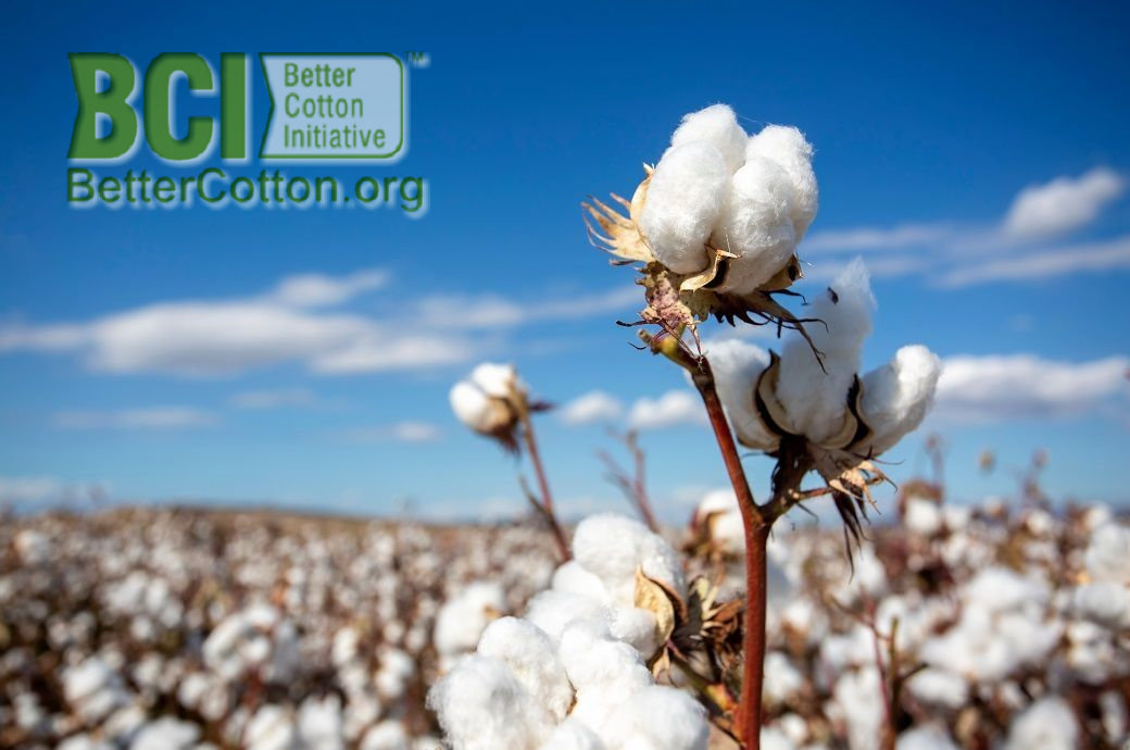 India faces 7.23 drop in cotton production, lowest in 15 years.jpg