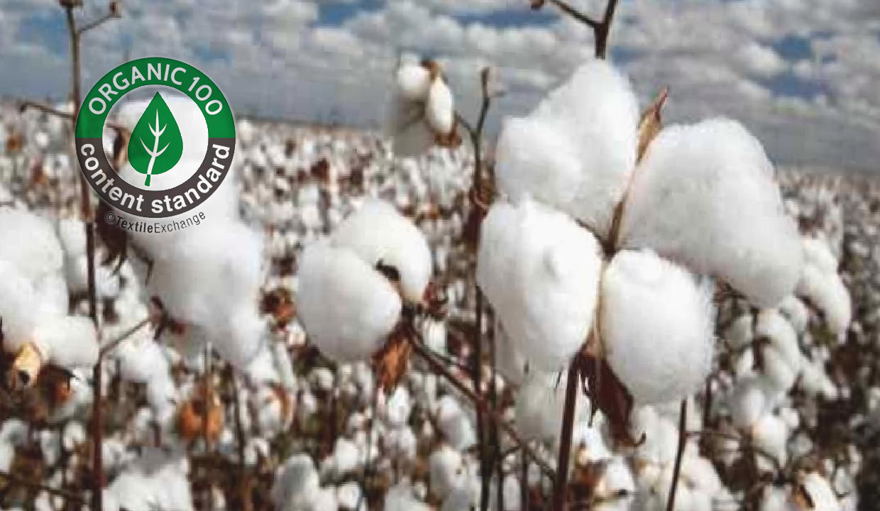 Türkiye’deki pamuk ekim alanında 100 bin hektarlık artış.jpg Türkiye’deki pamuk ekim alanında 100 bin hektarlık artış.jpg