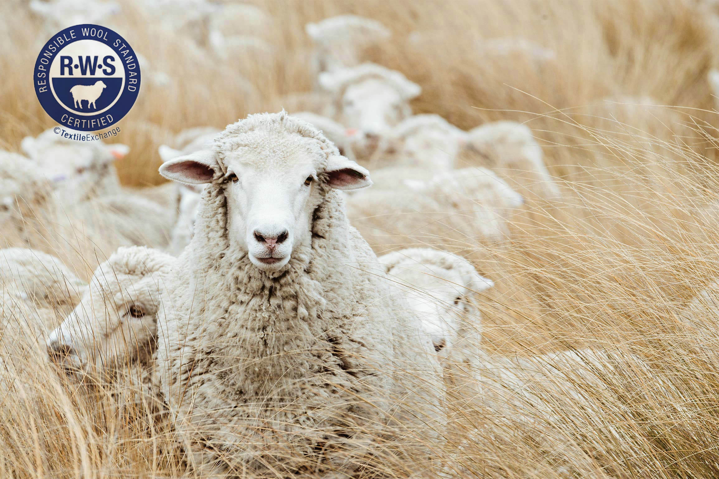 How Much Do You Know About Sheep And Their Wool Wool Facts, 55 OF.jpg How Much Do You Know About Sheep And Their Wool Wool Facts, 55 OF.jpg