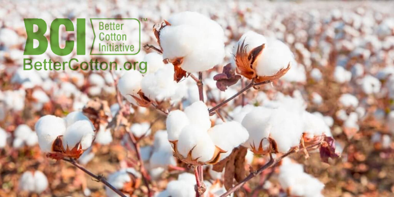 Comercialização de algodão em Mato Grosso avança.jpg Comercialização de algodão em Mato Grosso avança.jpg